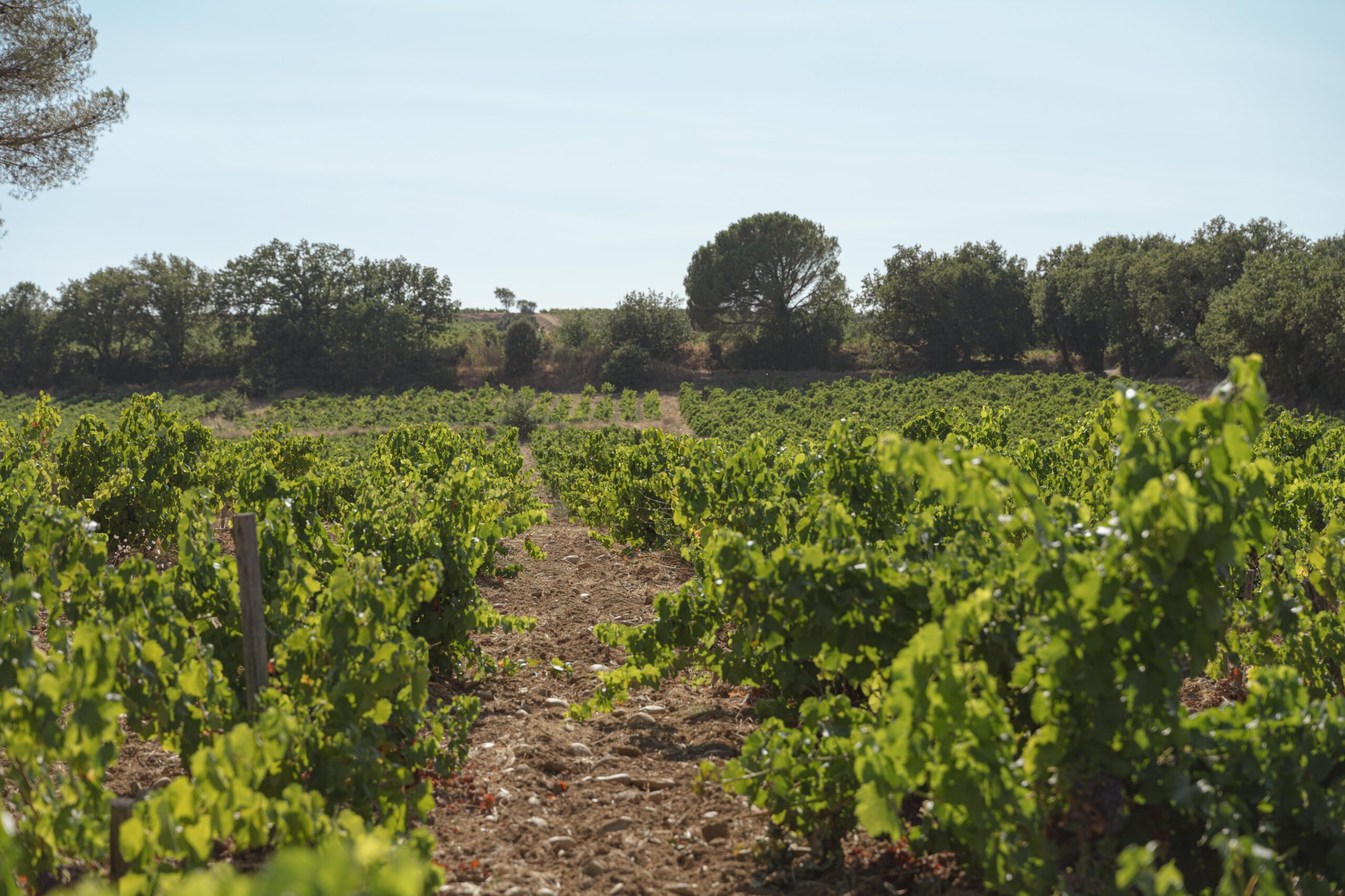 Domaine Cristia
